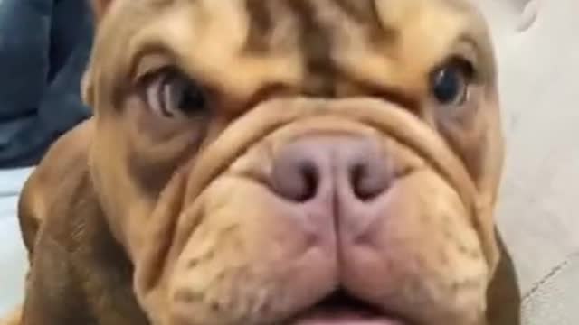 Cute Pets: Funny Dog Videos Compilation 2021_[46]_#shorts