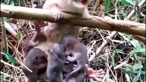 Cute animal behavior makes you happy