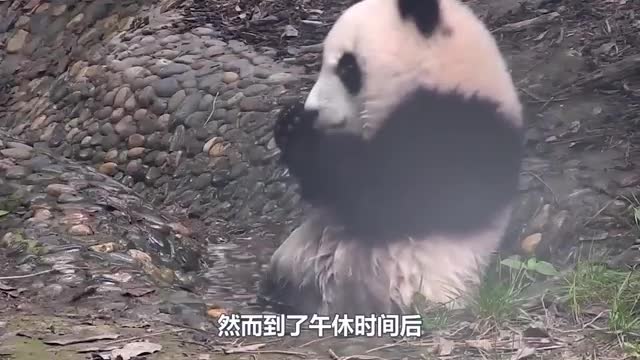 National treasure panda