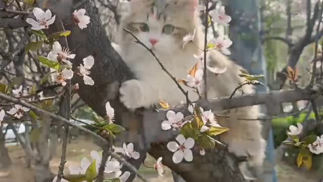 Spring flowers bloom and the cat goes on a picnic