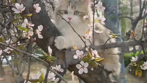 Spring flowers bloom and the cat goes on a picnic