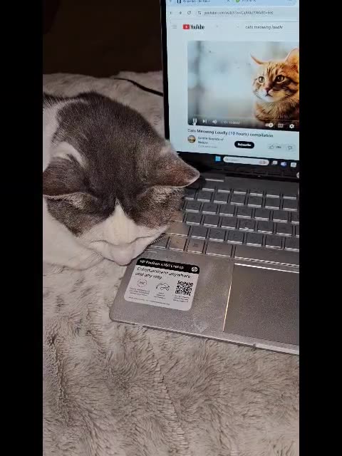 Mr. Rocky Hears Cats Meowing on Video and Tries to Find Them