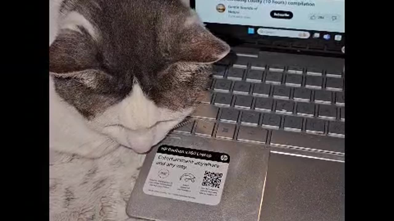 Mr. Rocky Hears Cats Meowing on Video and Tries to Find Them