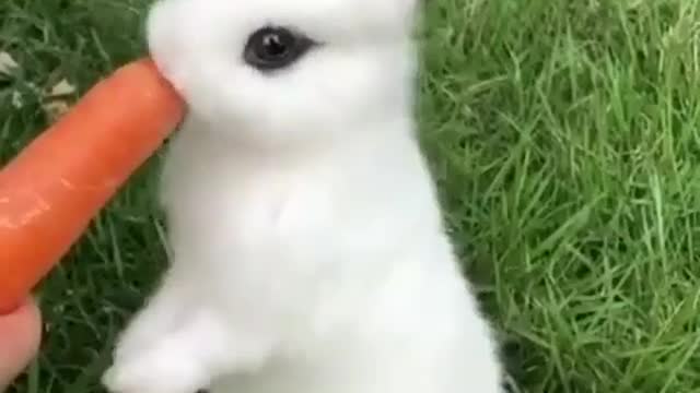 Cute rabbit eating carrot🥕.