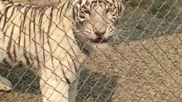 Bengal tiger noticed me recording her, doesn’t like it too much!