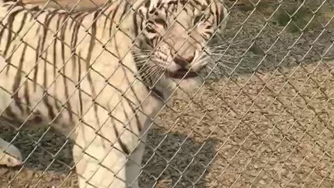 Bengal tiger noticed me recording her, doesn’t like it too much!