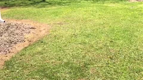 Doggo Is Ecstatic Over First Bark Box