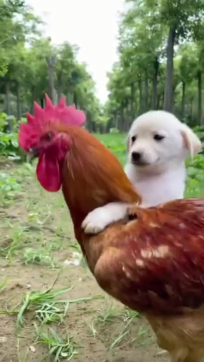 Funny Animal Videos - Awesome Funny Pet Animals