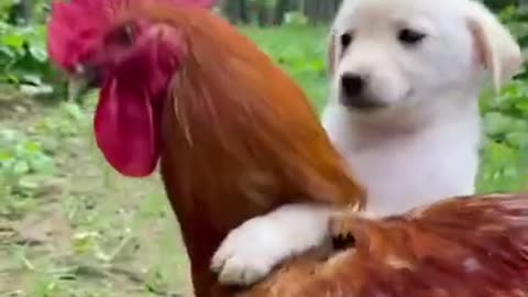 Funny Animal Videos - Awesome Funny Pet Animals