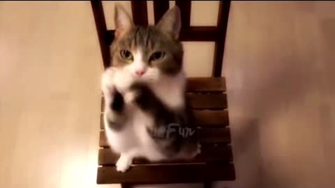 Наши братья меньшие