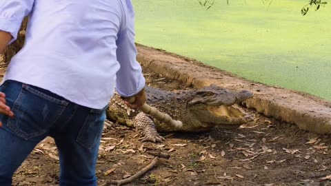 Crocodile Adventure: Scaling a Killer's Playground