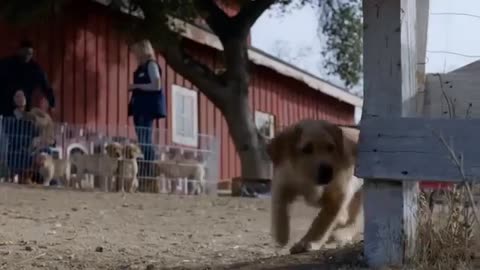 Budweiser Clydesdale Puppy Love