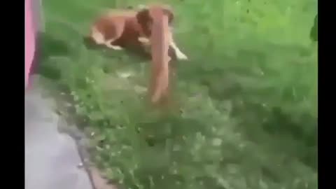 cat jump in dog