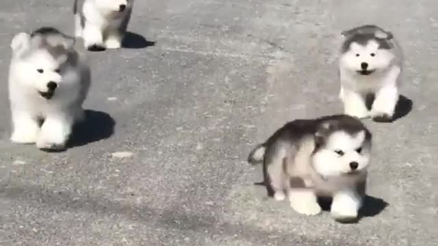 Fluffy Dog