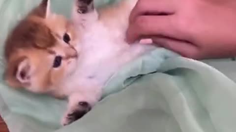 funny cat #viral #foryou