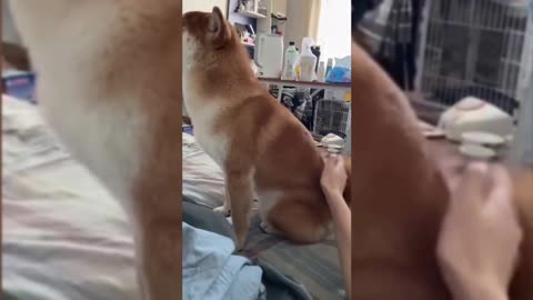 Shiba Inu said: Don't touch my ass