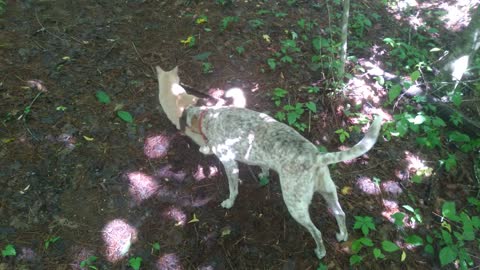 Fun loving dog and cat