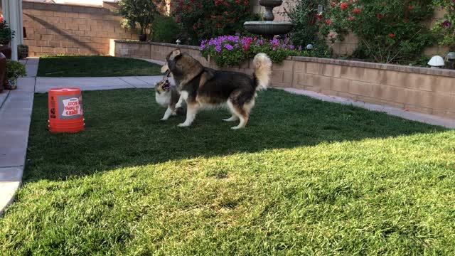 Dogs Play Catch Me If You Can!