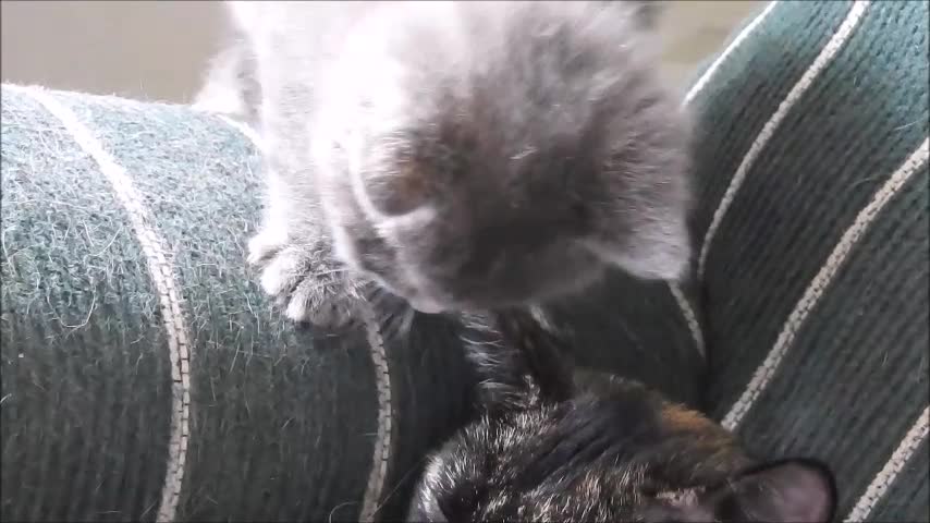 Cute Little Kitten Giving Mamma Cat A Bath