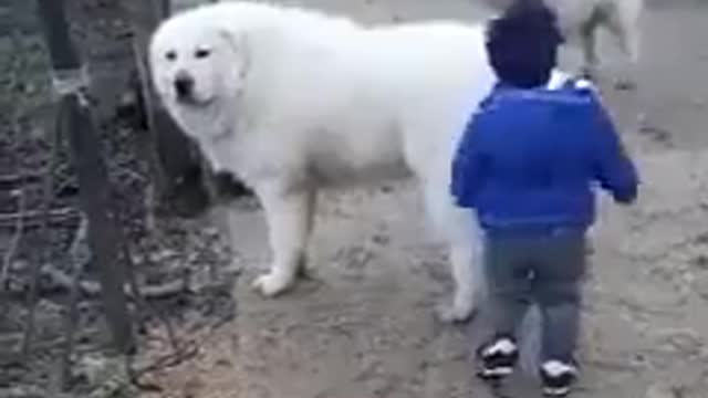 Body guards for this little boy trying to keep him out of trouble !!