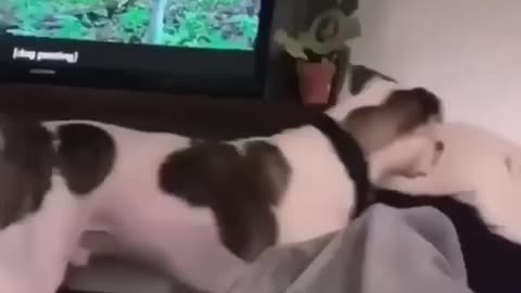 funny funny dogs