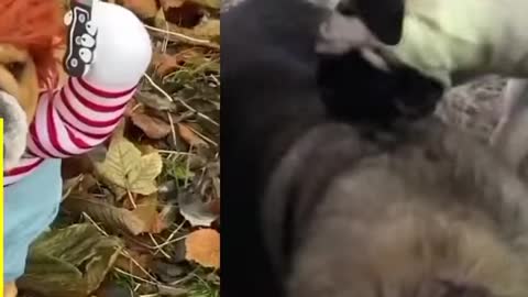 FUNNIEST Animal Videos EVER