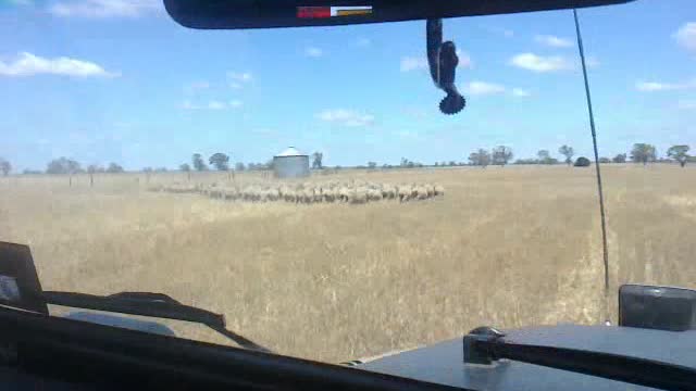 Moving sheep in the 40 series Land Cruiser