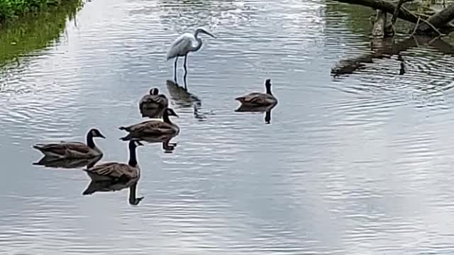 Crazy White Heron