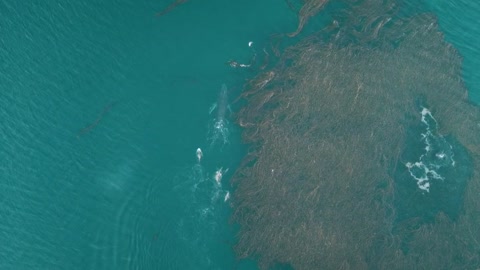 Dolphins Follow Frolicking Whale