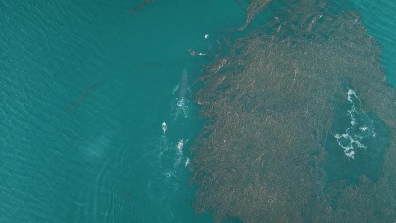 Dolphins Follow Frolicking Whale