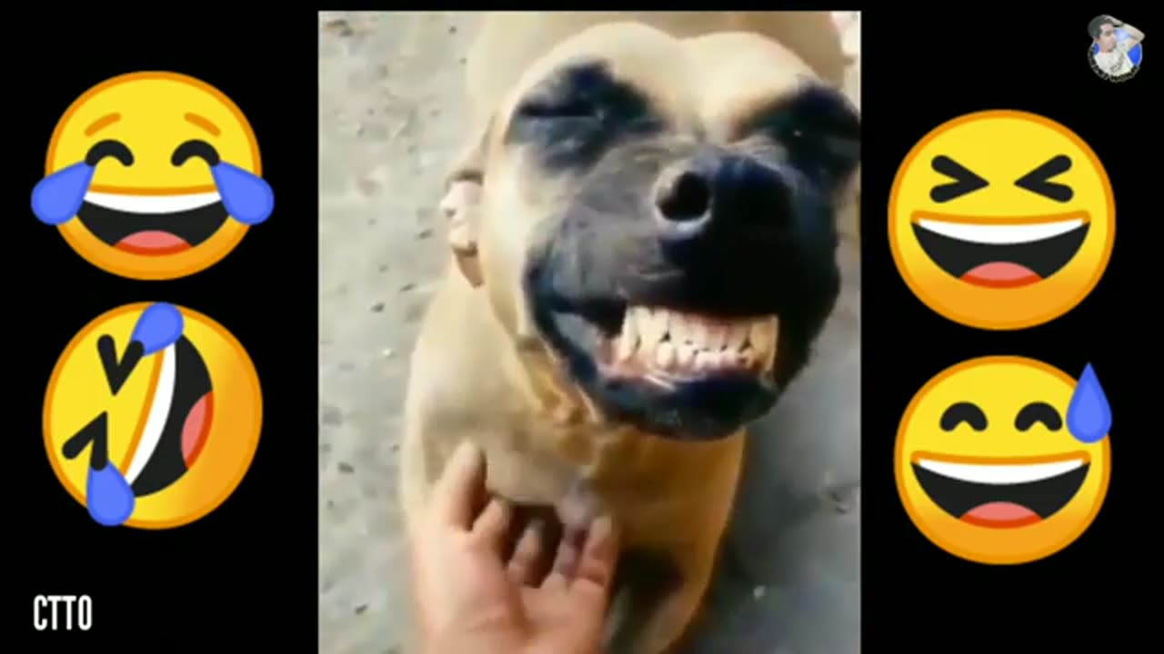 Dogs really laughing 2024