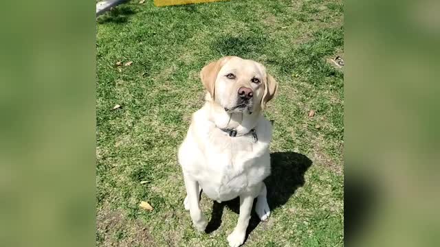 Jax can't catch