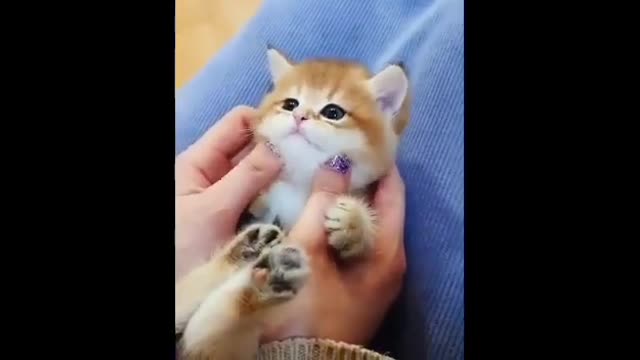 ❤️❤️❤️Cute cats Compilation short videos👌👌👌