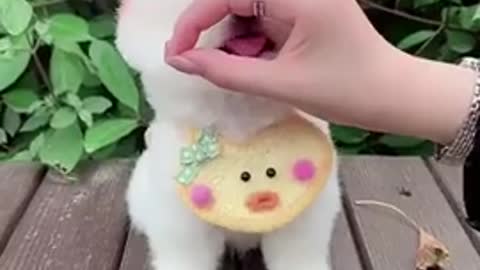 Cute funny dog video 🐕