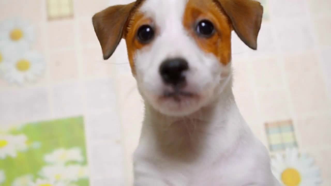 Jack Russell Terrier dog looking to camera Handheld shot