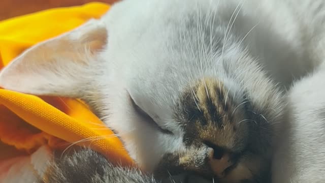 Cat a sleep with twitching whiskers