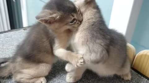 Cute kittens play wrestling.