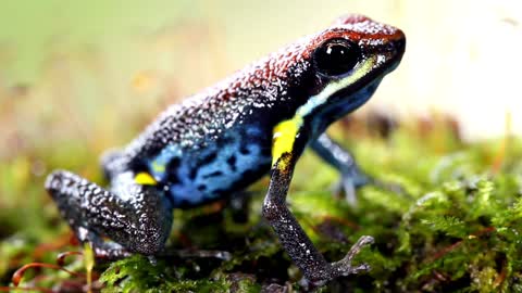 Poison dart frogs