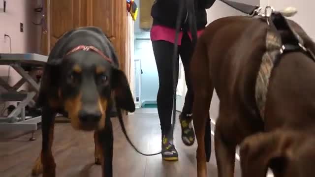 Ferocious Doberman brothers at the spa