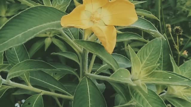 weed flowers