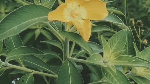 weed flowers