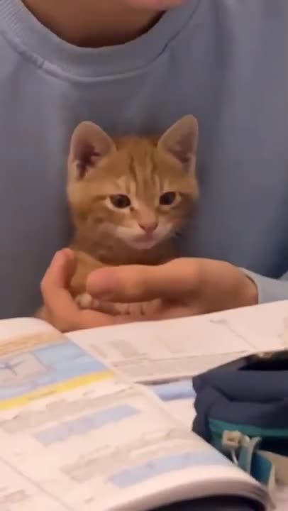 .cat focus Cats and dogs _ cats meowing _ cats funny videos #shorts