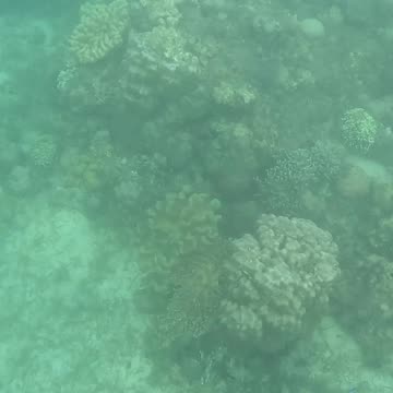 Snorkeling Through Renewal: Exploring a Healing Coral Reef