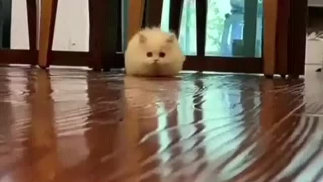 sneaky cute small cat.