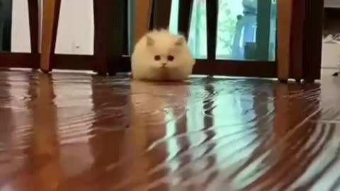 sneaky cute small cat.