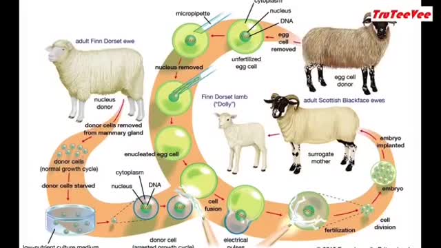 COVID Vaccine Purpose is to Genetically Modify DNA In Humans