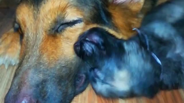 Cute German shepherd puppies happy moments