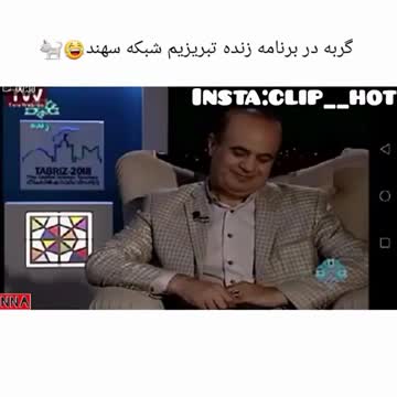 Cat interrupts live news broadcast