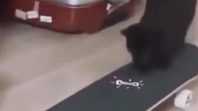 Cat on the skateboard!