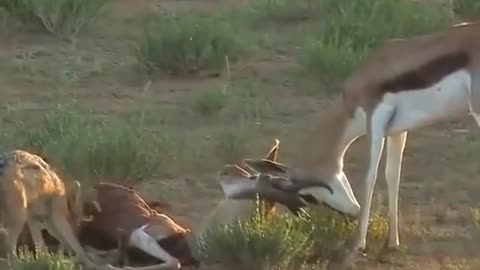 🚫Warning ⚠️graphic contents⚠️Two Springboks one half dead!!!